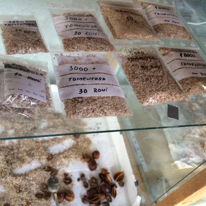 vand seminte de paulownia elongata(soi de baza, aclimatizat in Romania