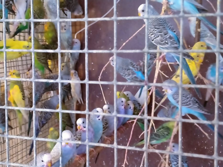 Волнистые попугайчики