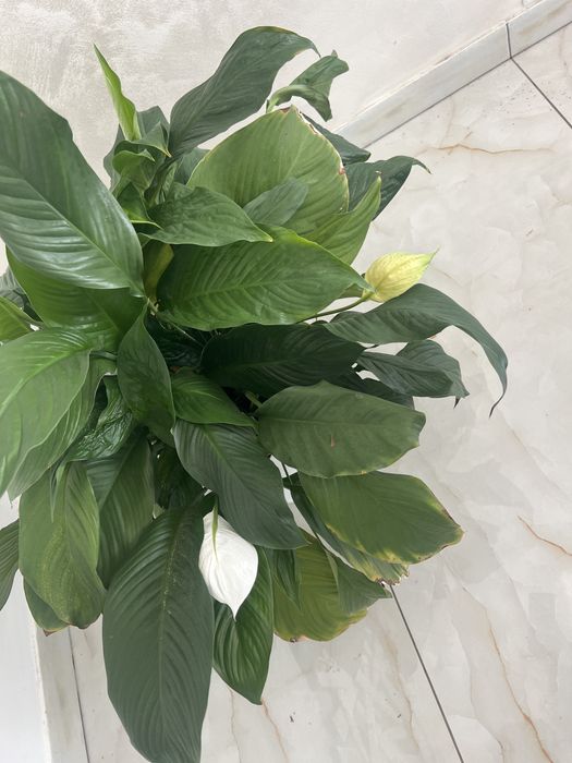 Crinul pacii planta foarte mare