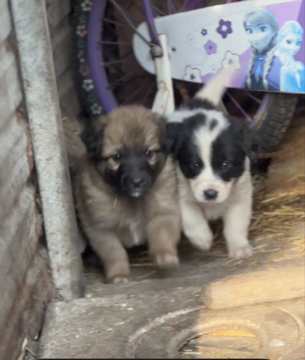 Щенки дрововые умные