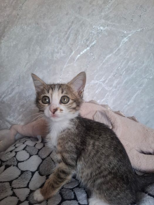 Котята в добрые руки!
