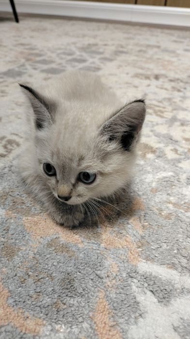 Кошка домашняя 8000