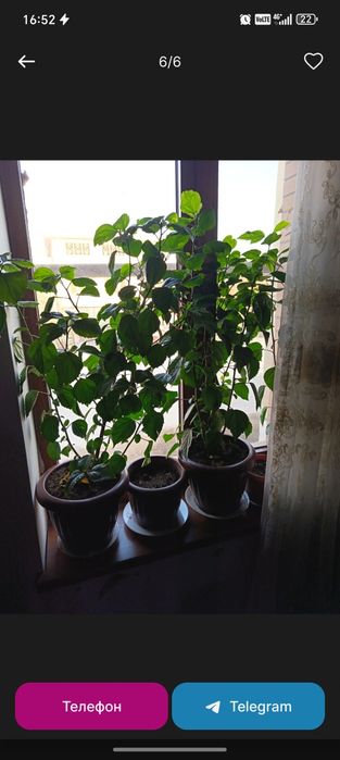 Гуллар бухородан ва когон да 20 дона сотилади