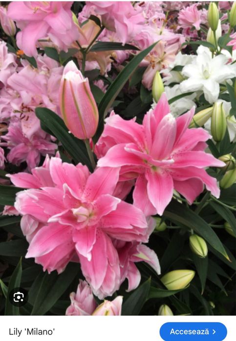 Vand gama larga de bulbi de criniii !