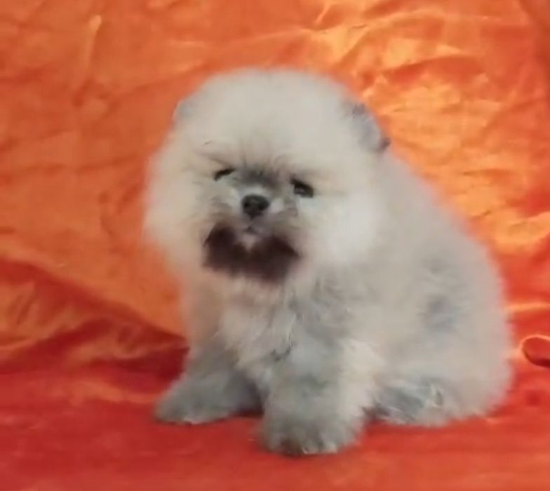 Щенки шпица мини