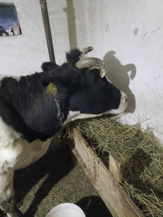 De vanzare vaca gestantă