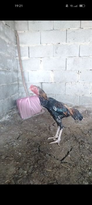 Дакан обмен тауыкка