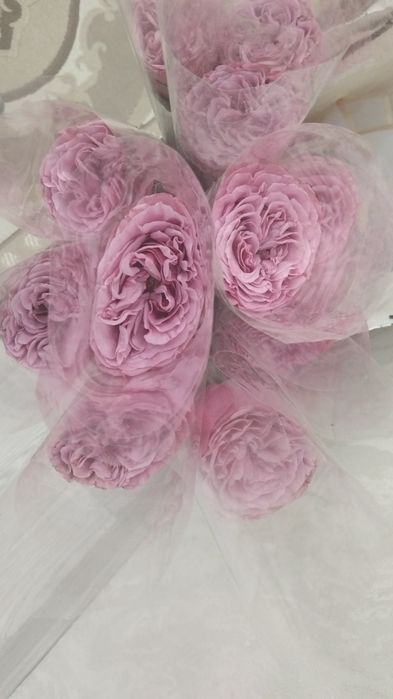 Раушан гүлдері сатылады