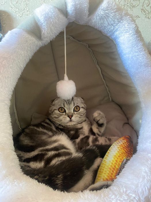 Вязка очень красивый кот