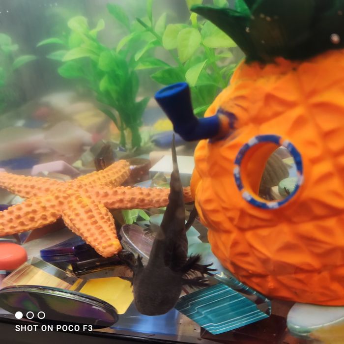 Продам аксолотль