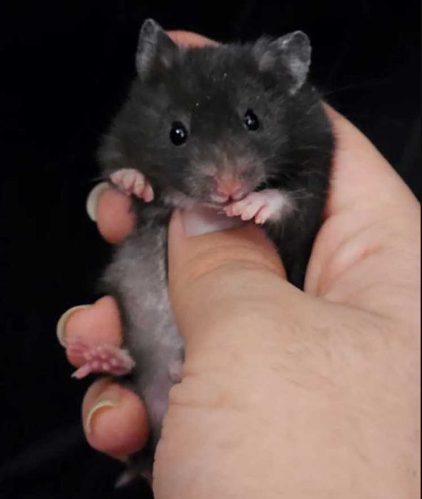 Сирийские Хомячки