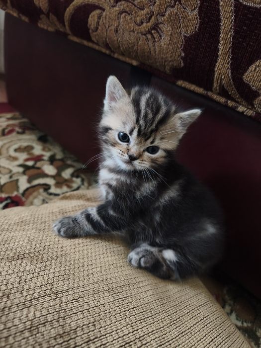 Шотладские котята