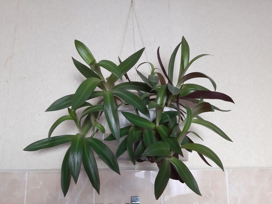 Комнатные цветы. Традесканция