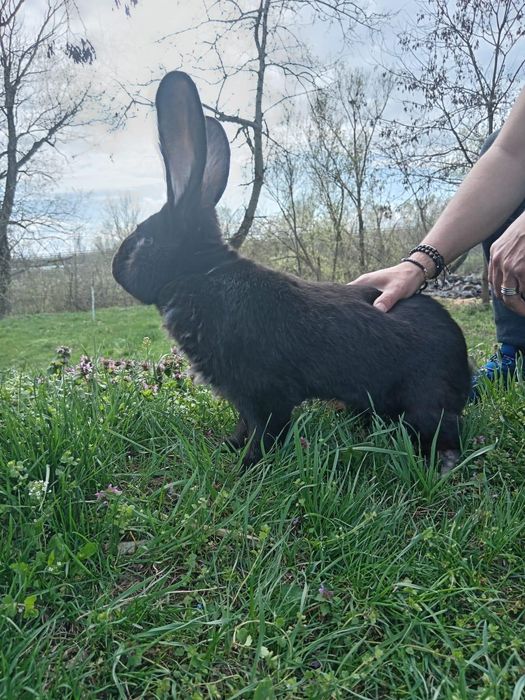 Vând iepuri diferite rase