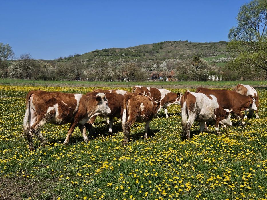 Juninci baltate romanesc 14 bucati