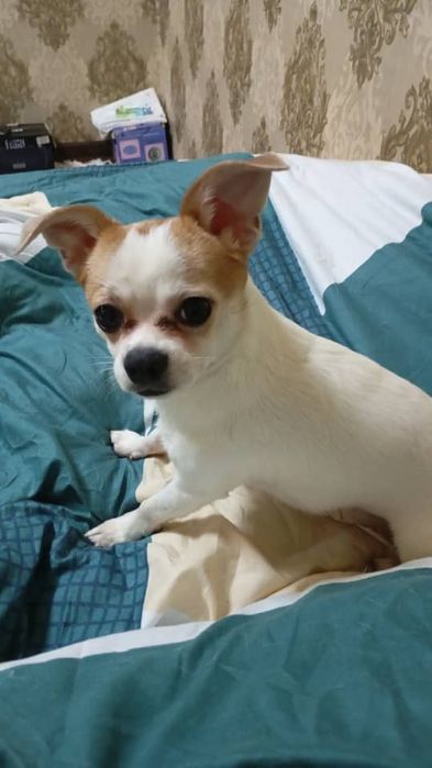 Собака чхвахува малчик