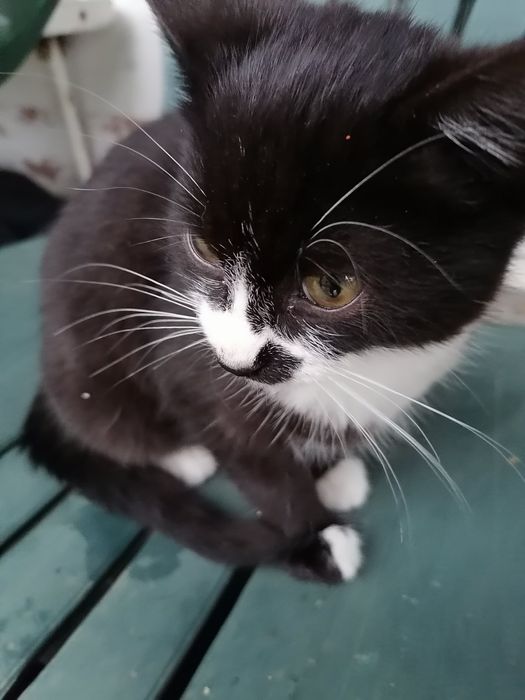 Котенце за осиновяване