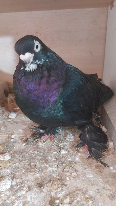 Голуби самец кептер