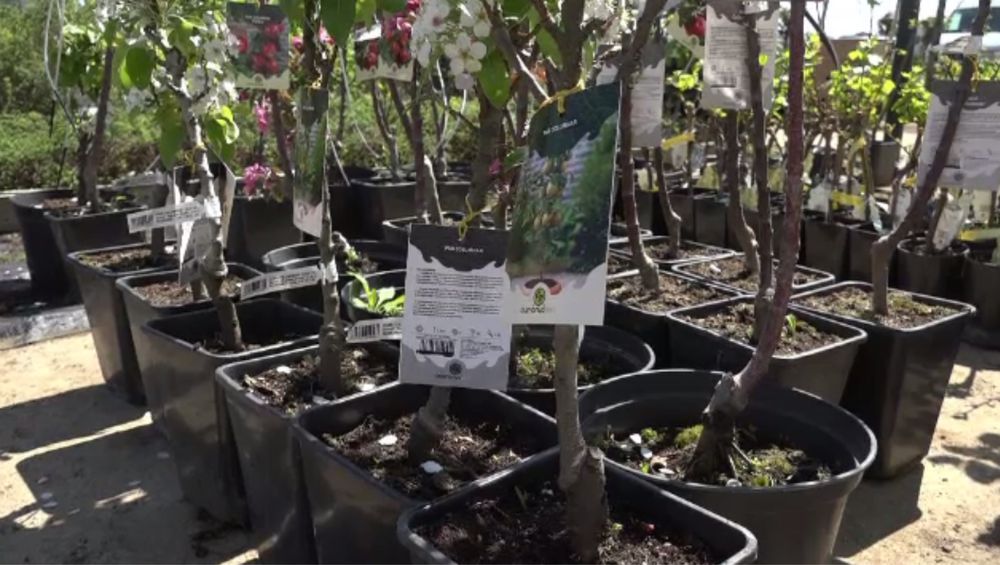 Pomi columnari la ghiveci