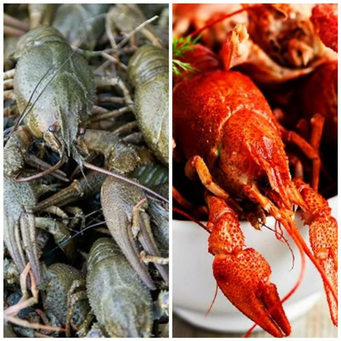 Раки варёные на любой вкус