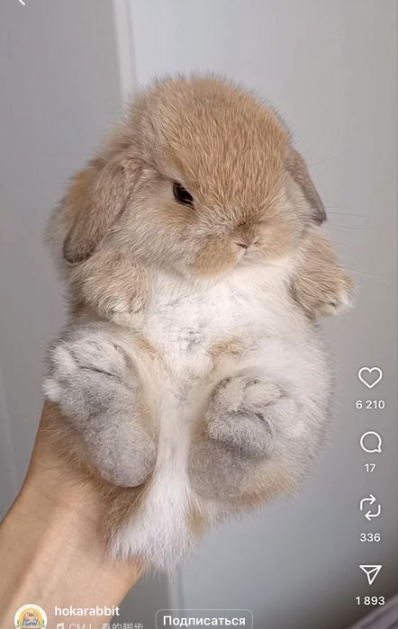 Karlik Quyon Bolari Sotuvda Xar xil ranglari bor