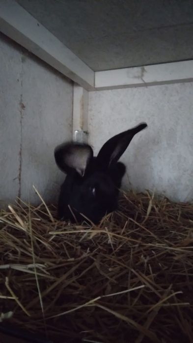 De vanzare mascul UG negru, varsta 3 luni