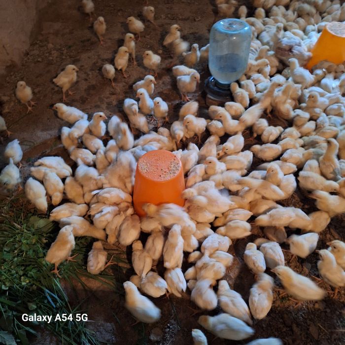 Xanlayn jojalar 15 kunlik xoroz va tovuqlari