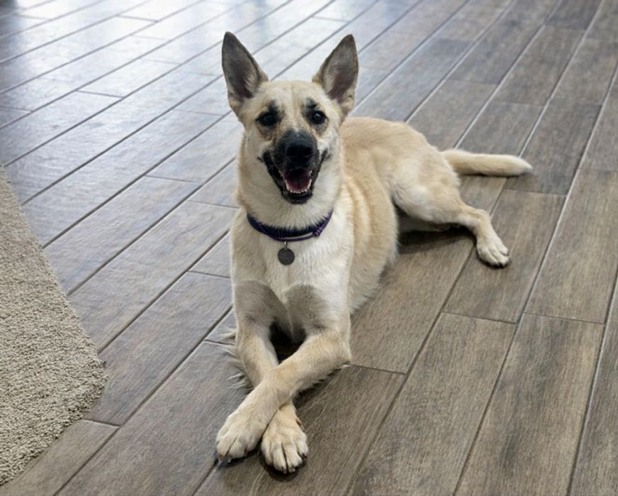 Пес Арчи в поисках дома