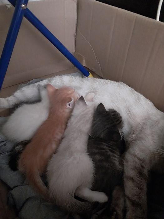 Отдам в добрые руки