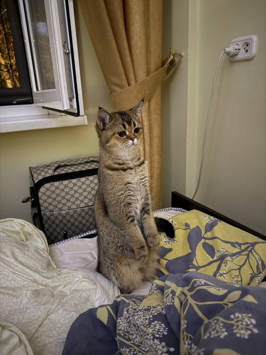 Золотоая шиншилла 13 серии