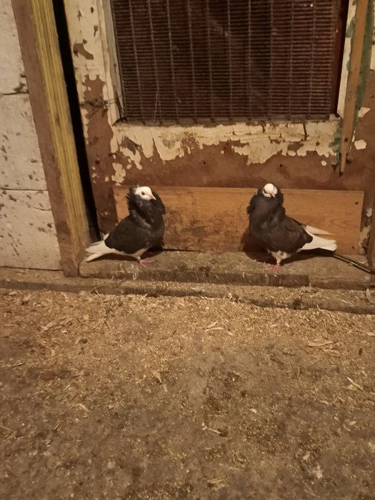 Vând o pereche de porumbei capucini