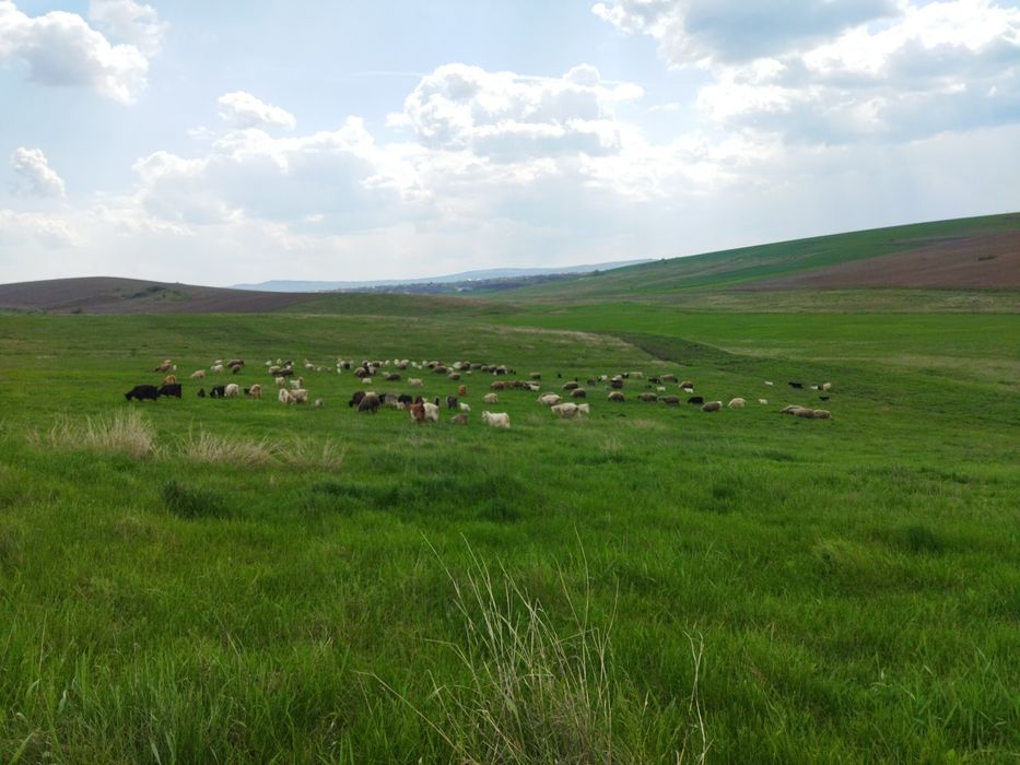 Produse lactate bio: Cas / Urda / Lapte Capra - Livrare la domiciliu