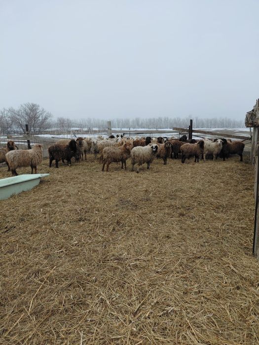 Продам баран оптом 46 голов