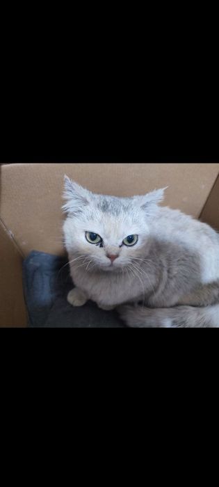 Paroda mushuk sotilad