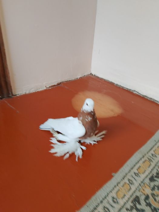 Голуби .птицы .капканы