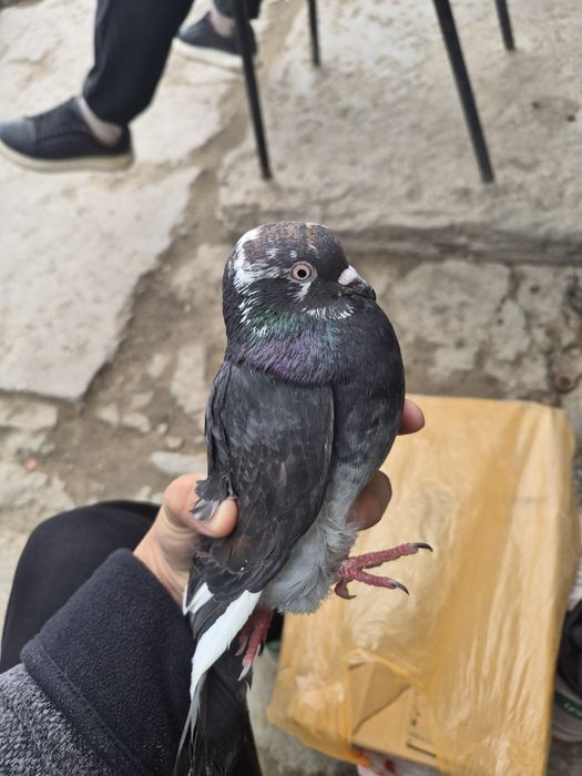 Голубей кептер сатылады