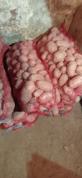 Cartofi consum red lady