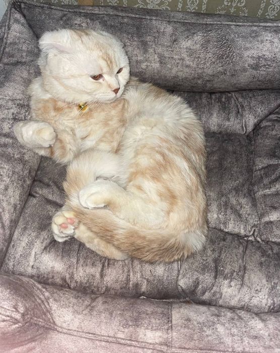 Американски парода