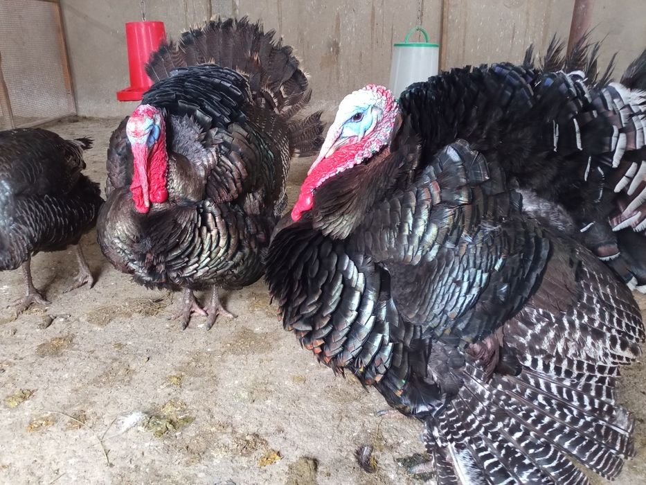 Индюки -Күрке тауық.