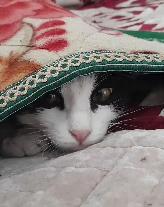 Потерялась кошка!Беременная