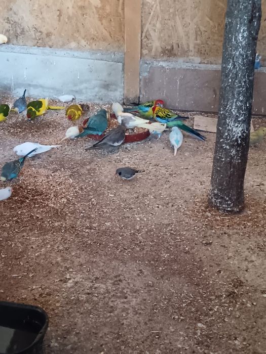 Vand papagali diferite speci