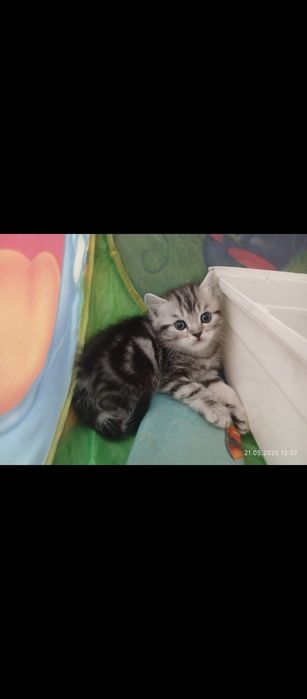 Продаю чистокровные шотландцы