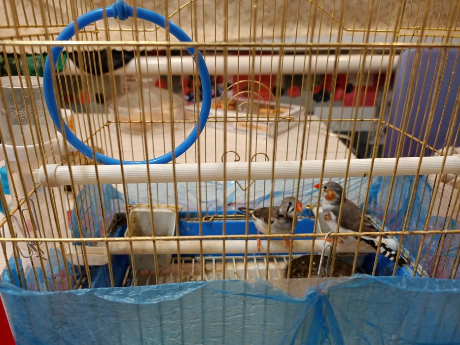 Продам птичек амадин