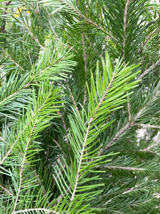 Ветки(лапки) ПИХТОВЫЕ