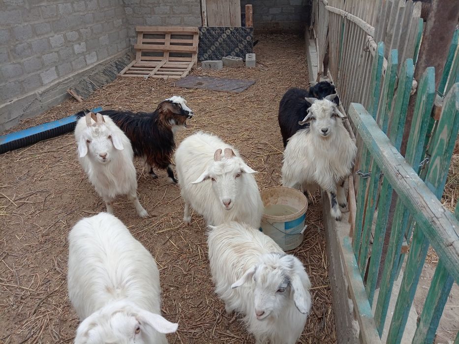 Ешкілер сатылады