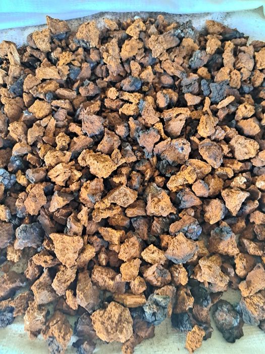 Iasca albine/ chaga