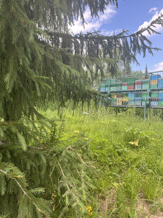 Мёд натуральный оптом