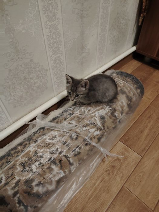Отдам в добрые руки котят