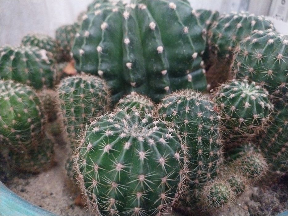 Кактуси, живи растения