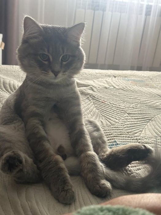 Отдам кота в хорошие руки